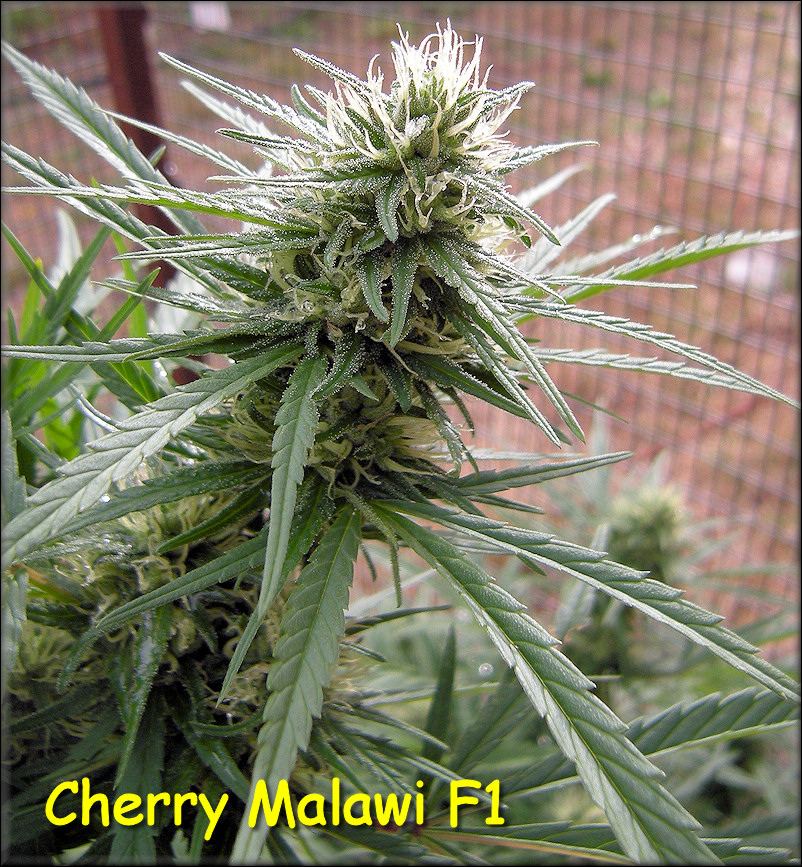 Cherry Malawi 13