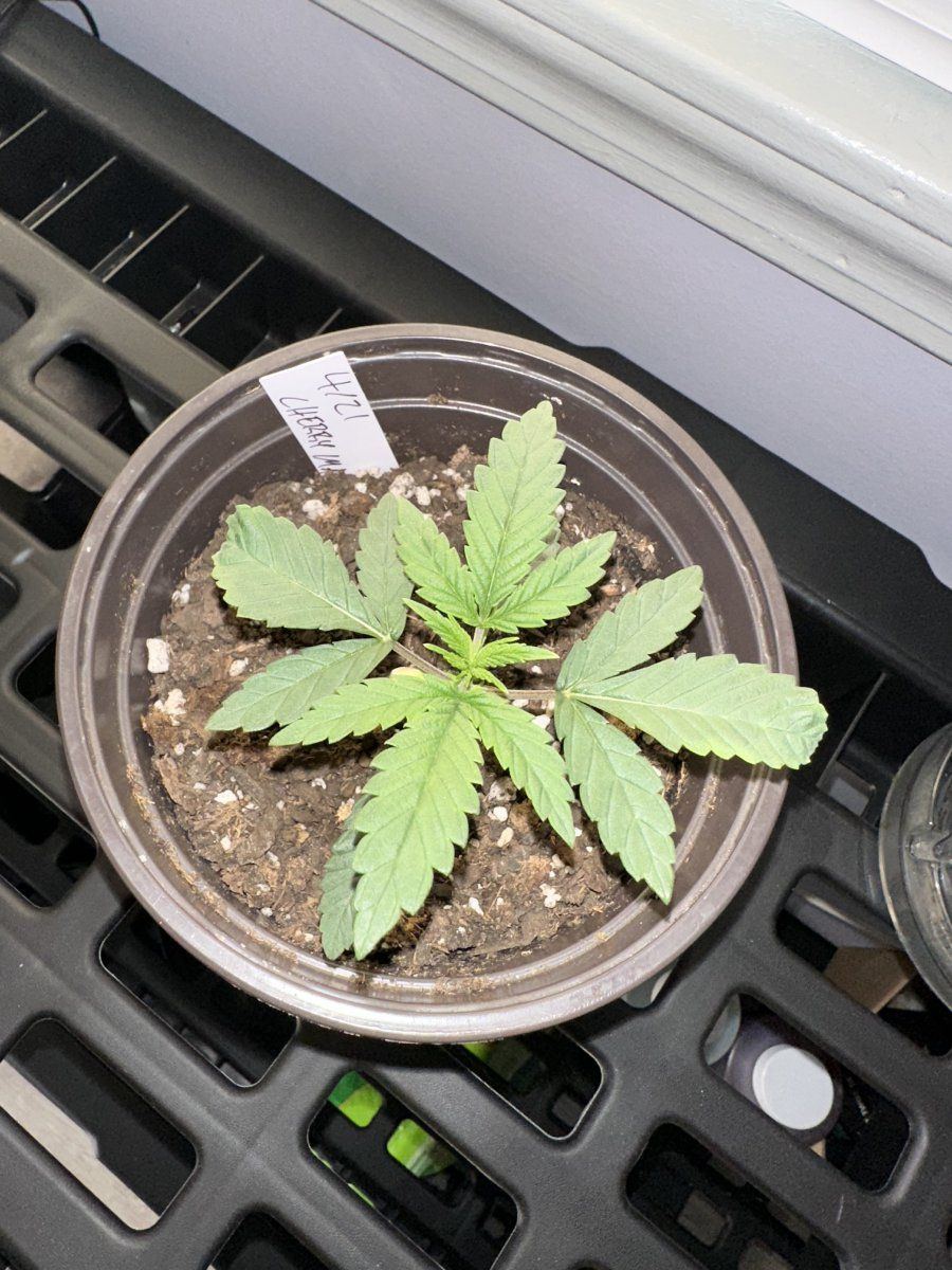 Cherry malt my first grow 5