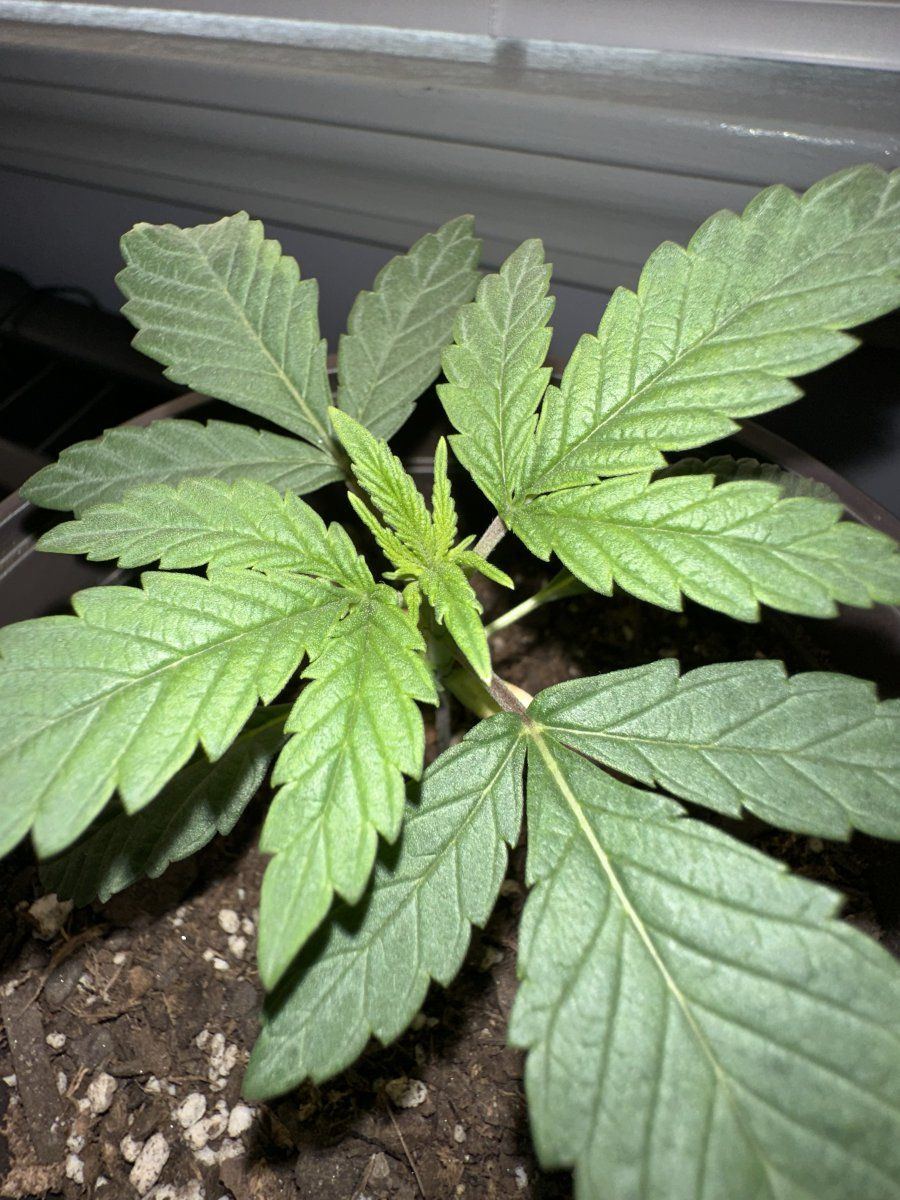 Cherry malt my first grow 6