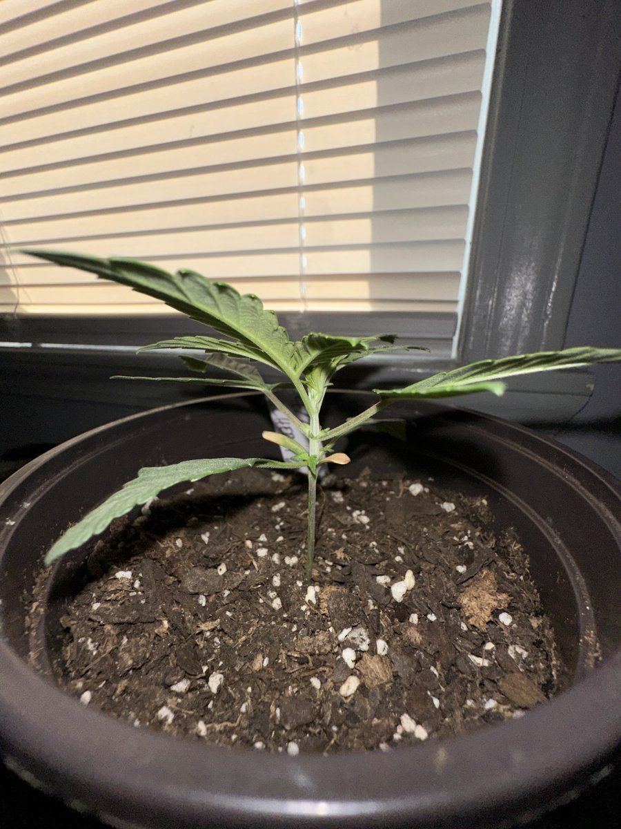 Cherry malt my first grow 7