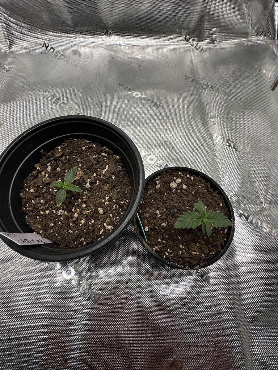 Cherry malt my first grow 8