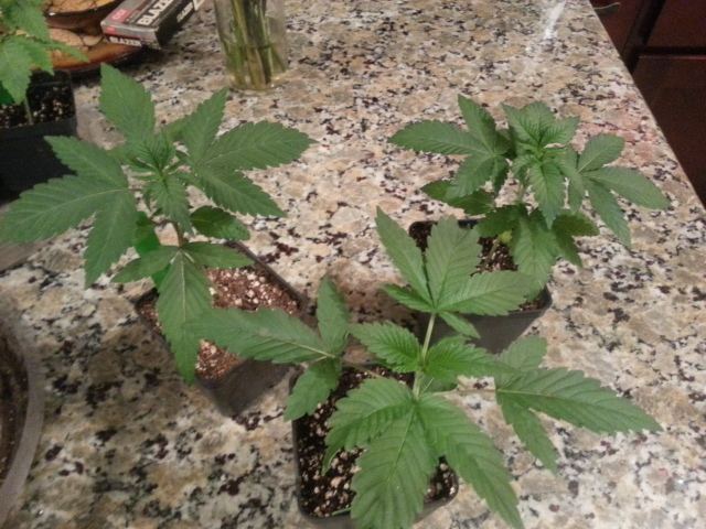Cherry pickers and california king 3