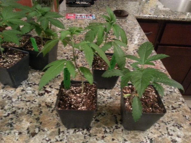 Cherry pickers and california king 4