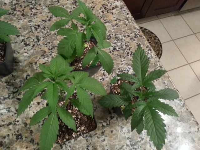 Cherry pickers and california king 5