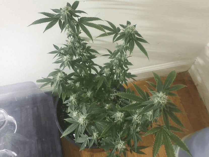 Cherry Pie 25days2617
