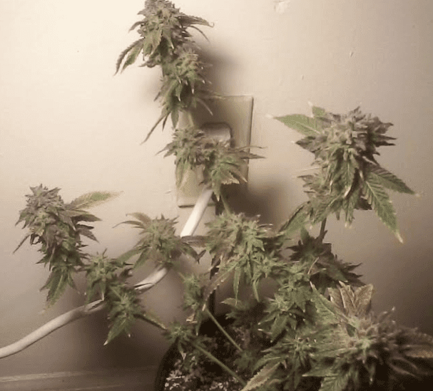 Cherry Pie 42417