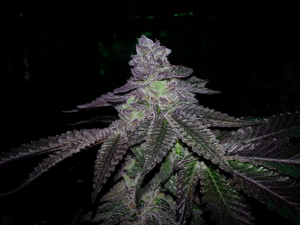 Cherry pie