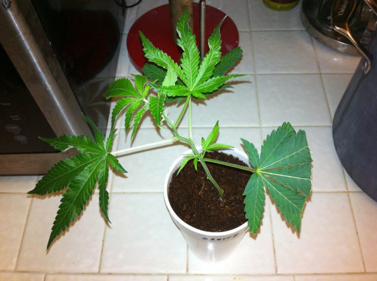 Cherry Pie