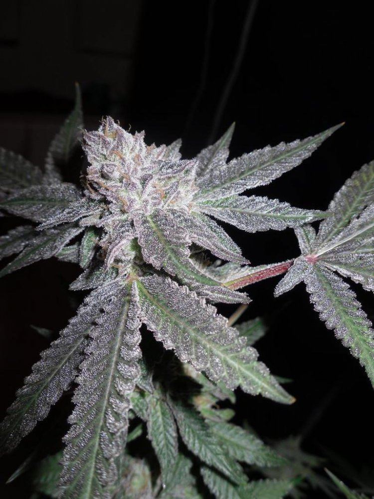 Cherry pie