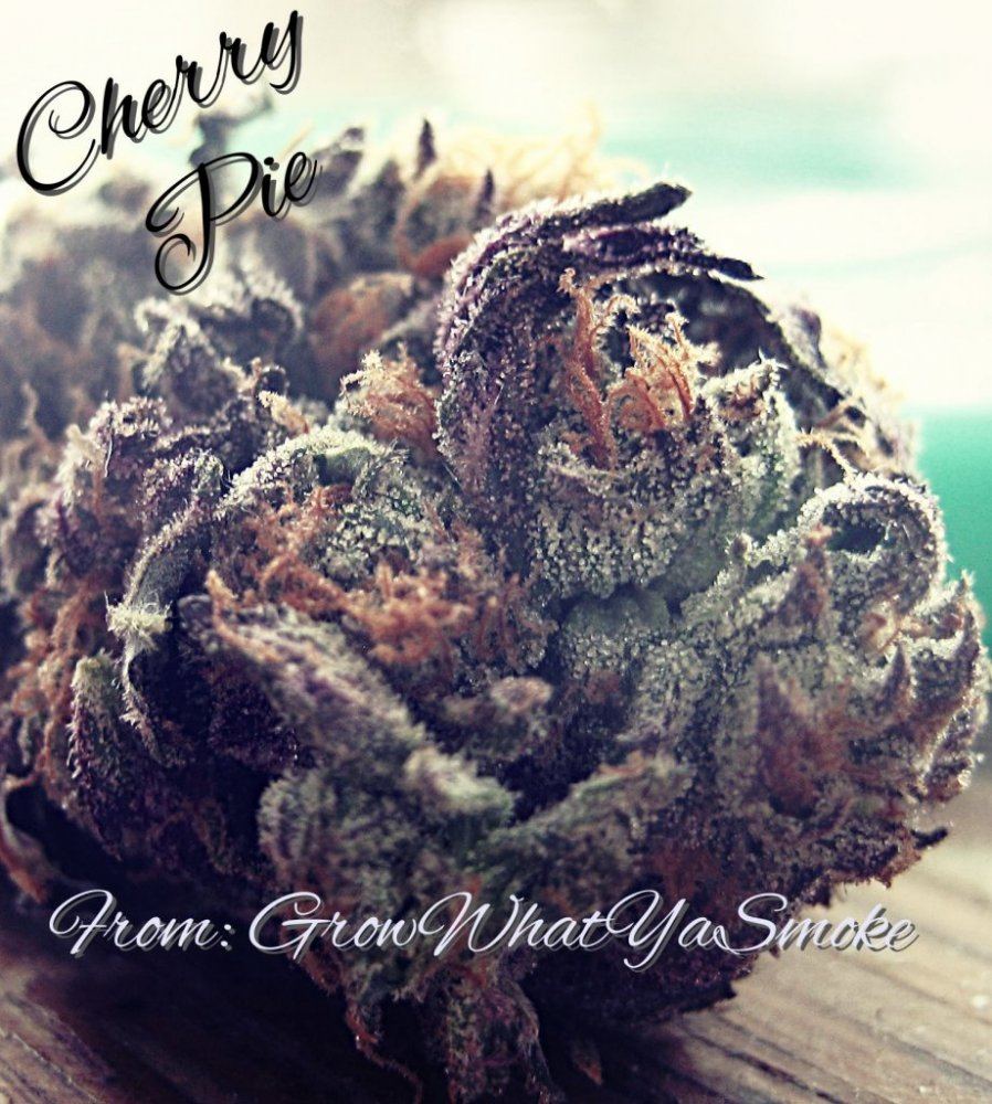 Cherry pie