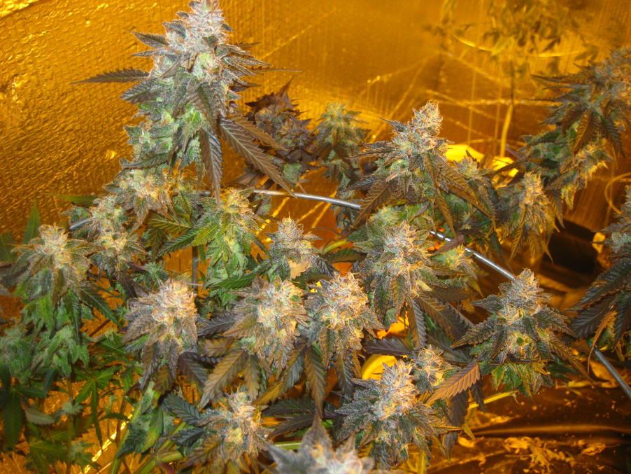 Cherry Pie Late Flower Prop215 pic