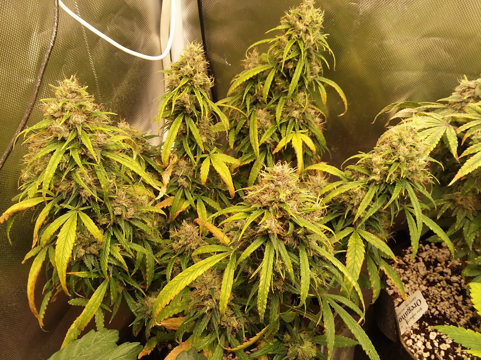 Cherry wine