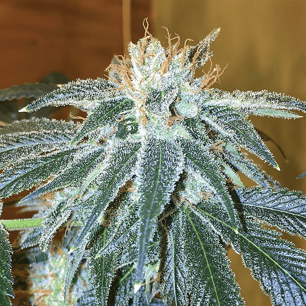 Cherry wonka