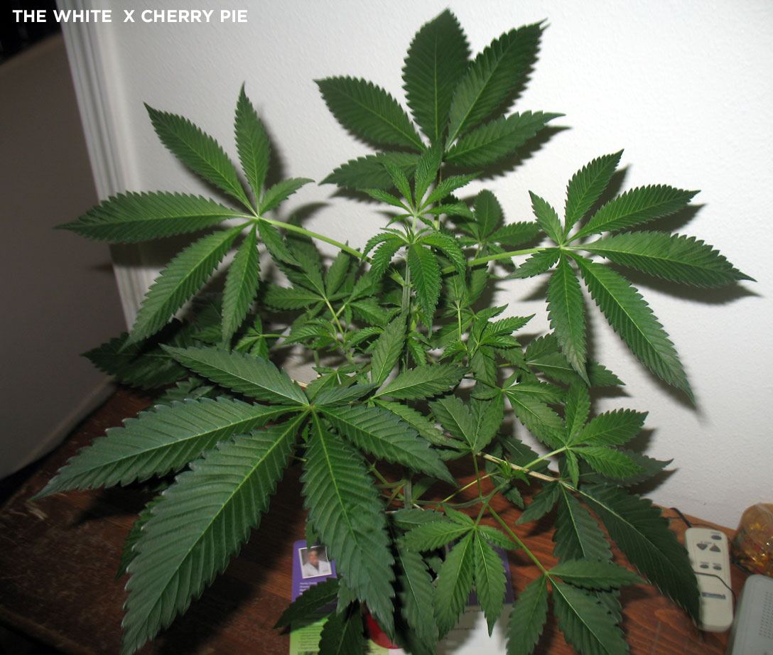 CHERRY WHITE 1