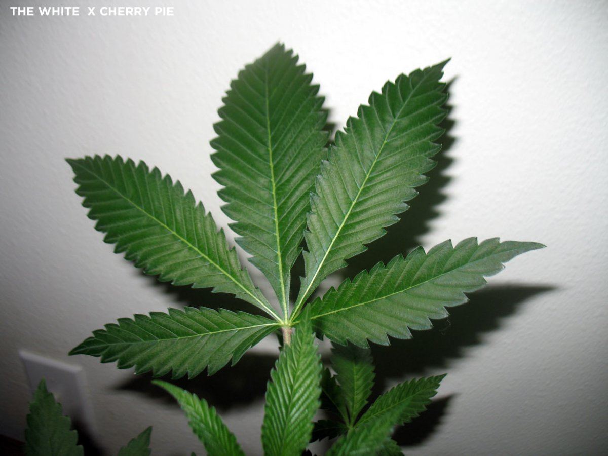 CHERRY WHITE LEAF