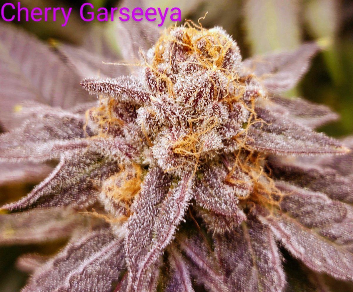 Cherrygarseeya 2
