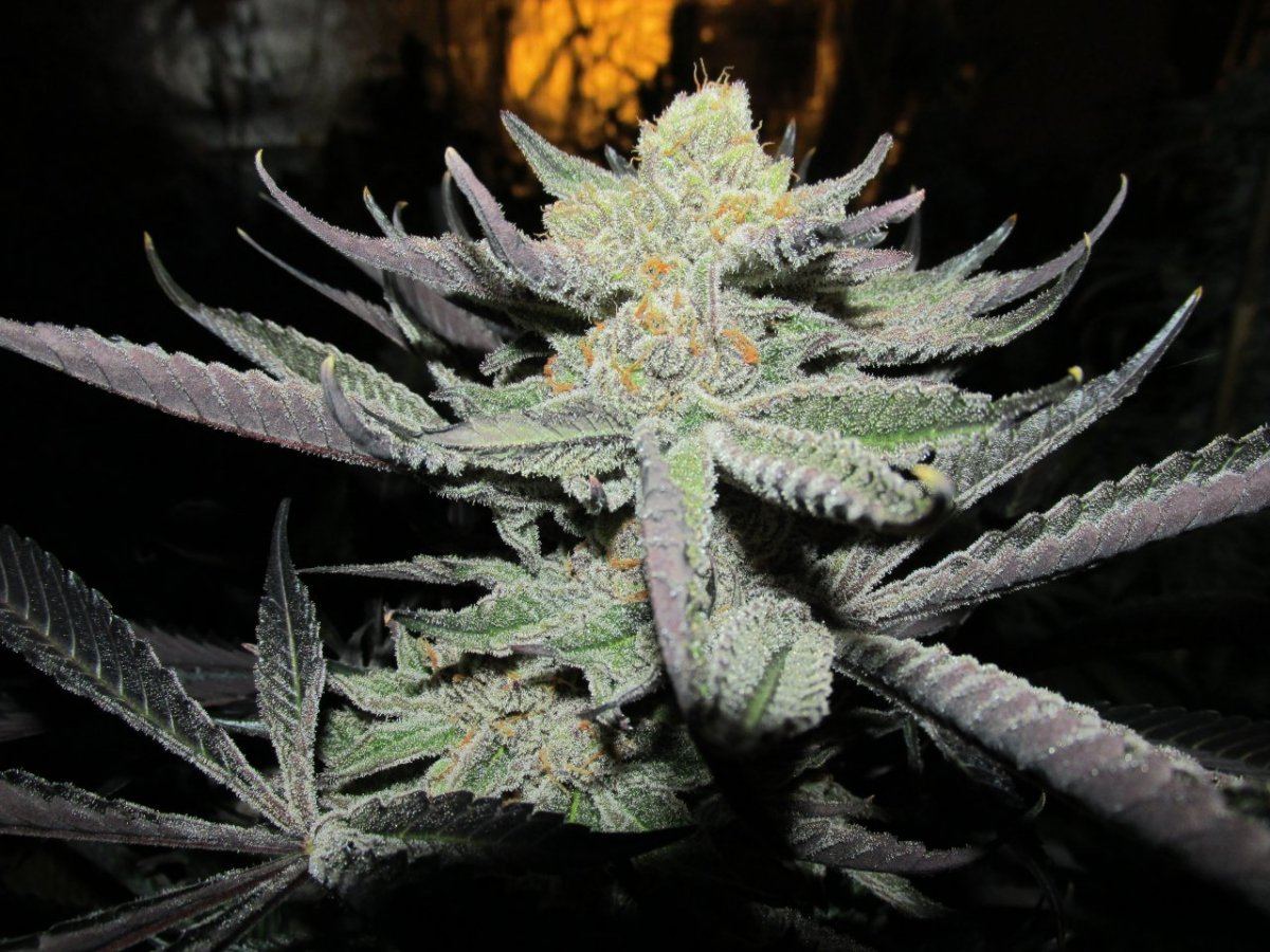 Cherrypicker54days