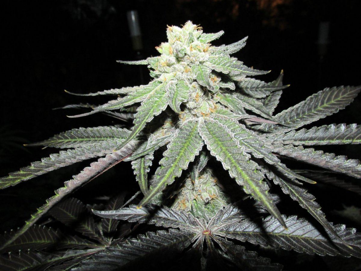 Cherrypickerday54