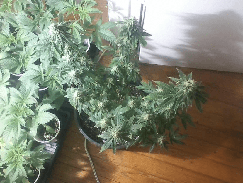 CherryPie 34days