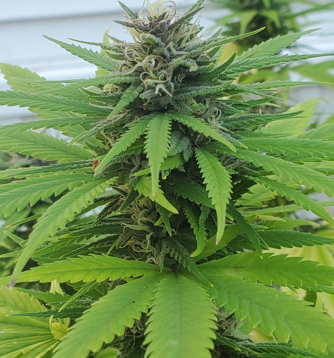 Cherrypie