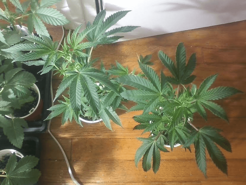 CherryPie2clones21617
