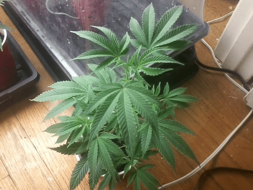 CherryPie33017