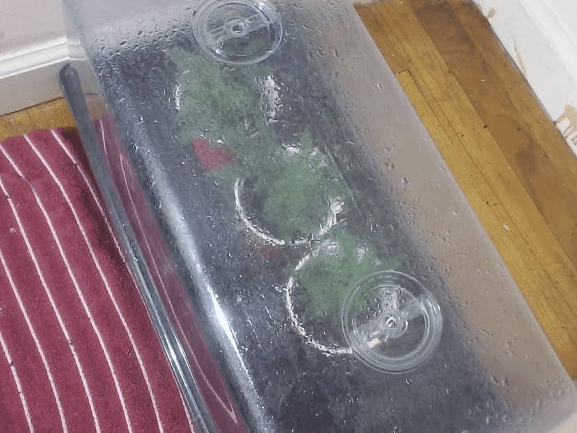 CherryPie3clones111