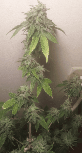 Cherrypie48days121717