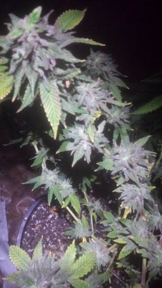 Cherrypie56days122417