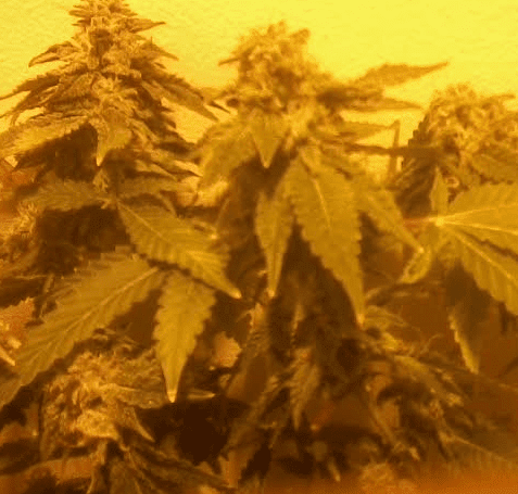 Cherrypie6wks62917