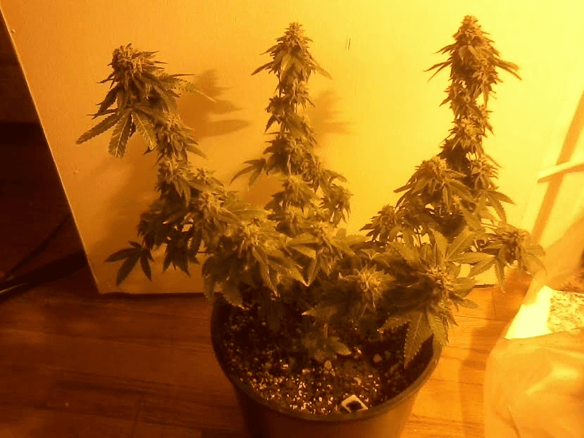 CherryPie7weeks3117