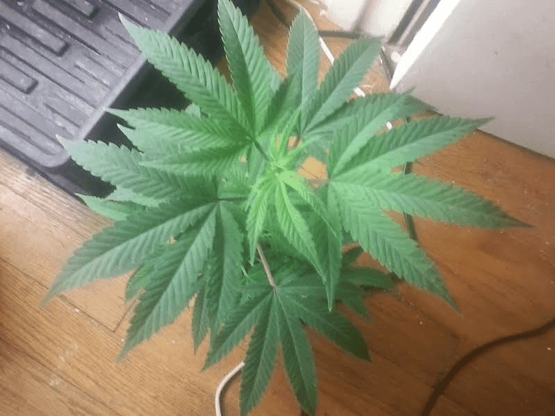 Cherrypieclone51217