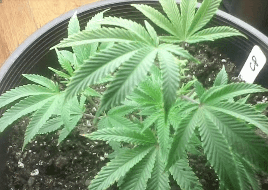 Cherrypiegetreadyforclones12817