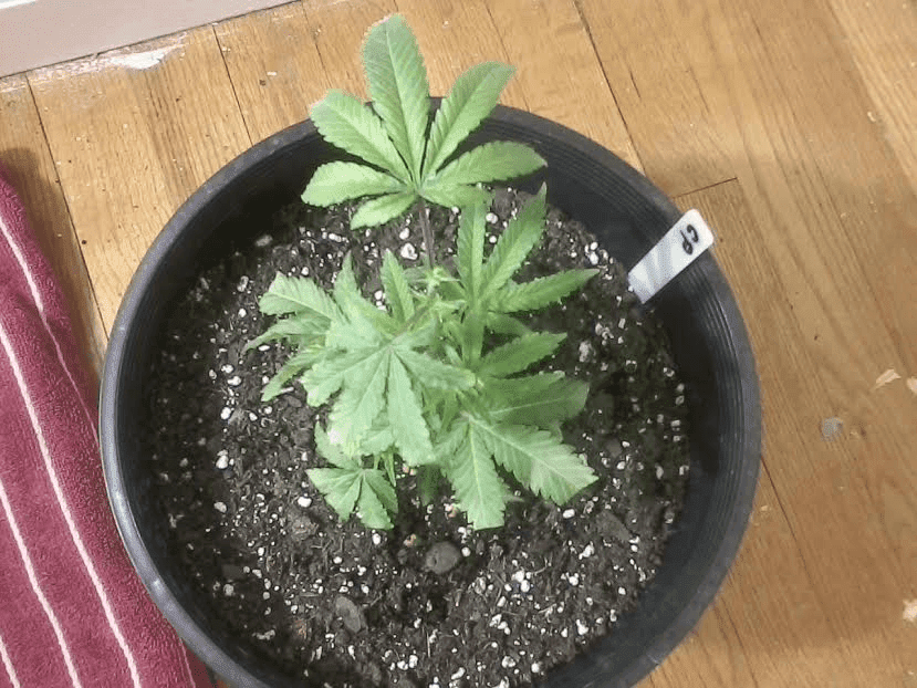 CherryPierepotted