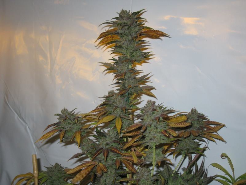 Chezney  9 wks