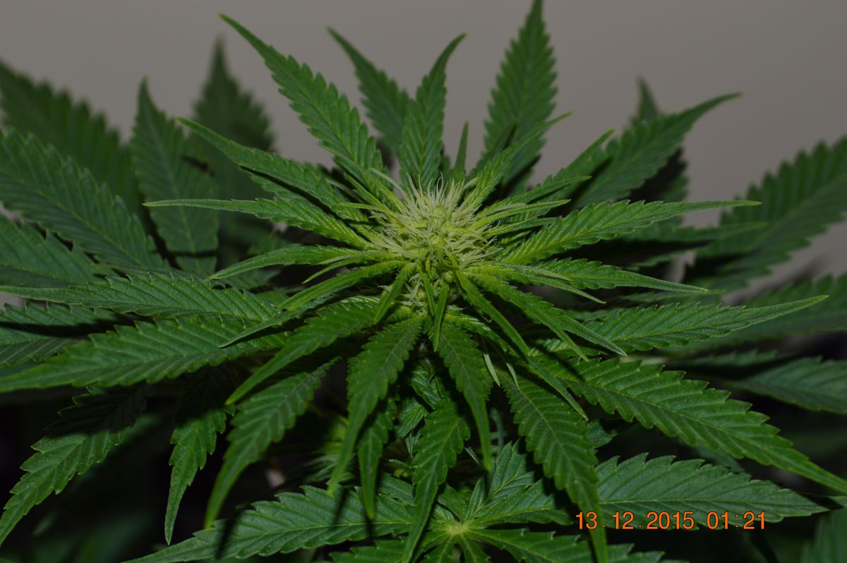 CHflowering