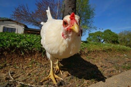 Chicken