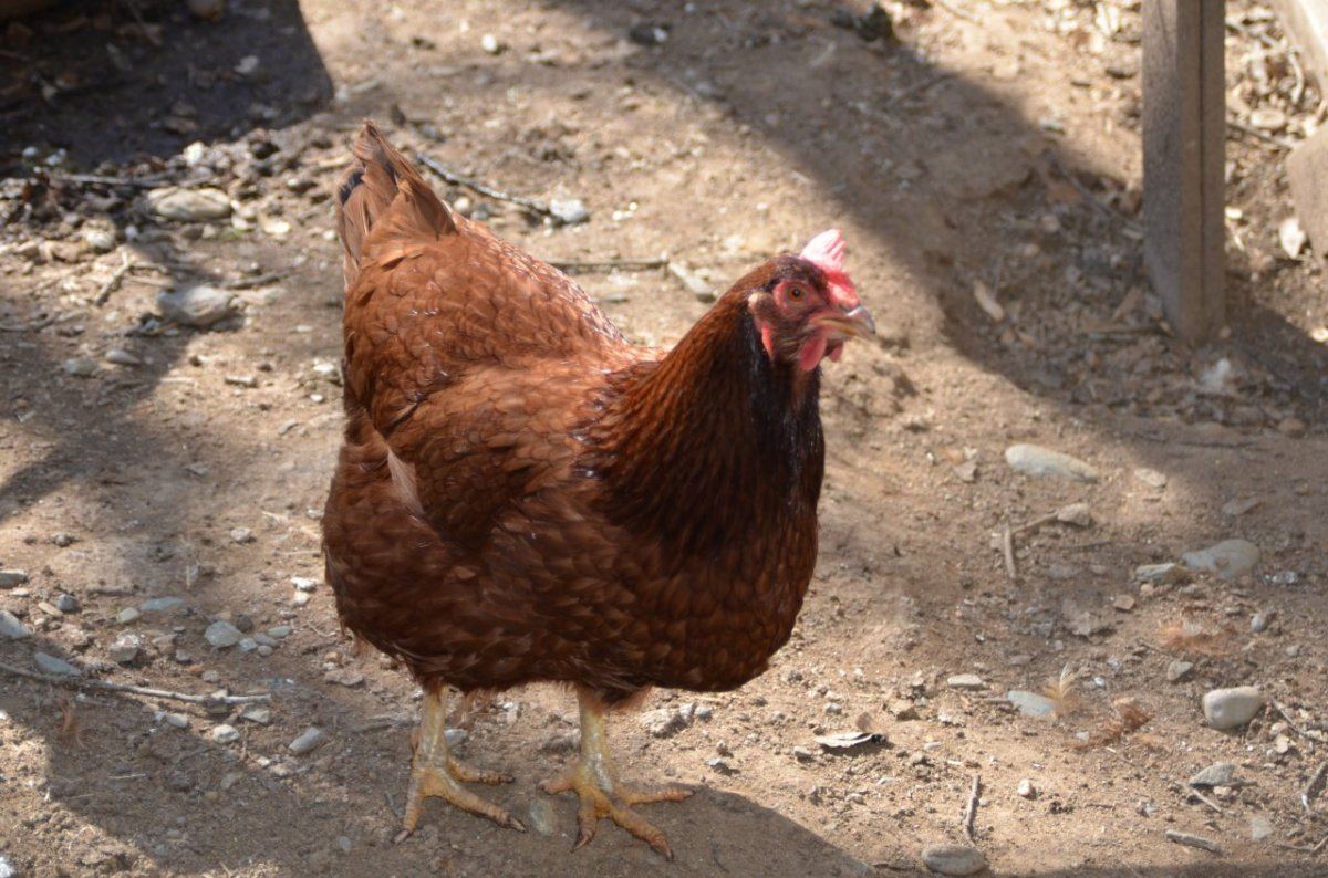 Chicken