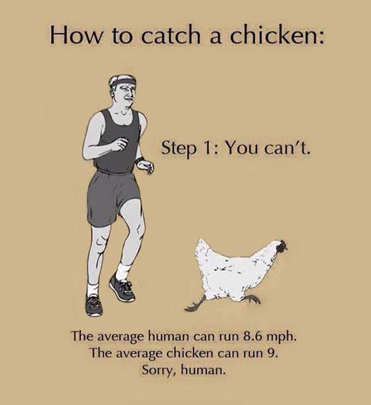 Chicken