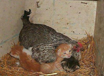 Chicken n cat