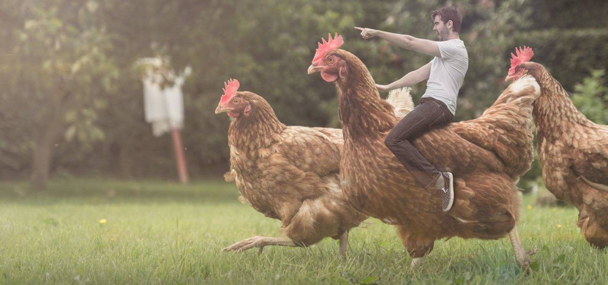 Chicken4