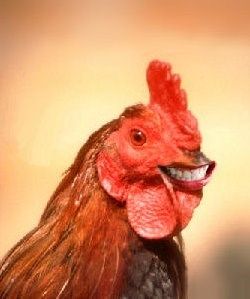 ChickenLips