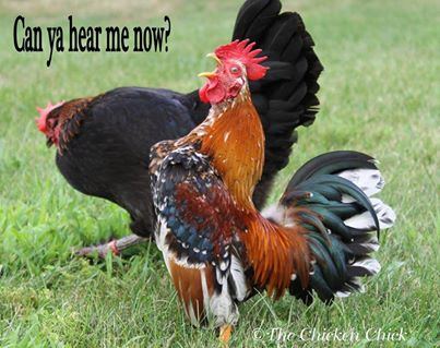 Chickenman