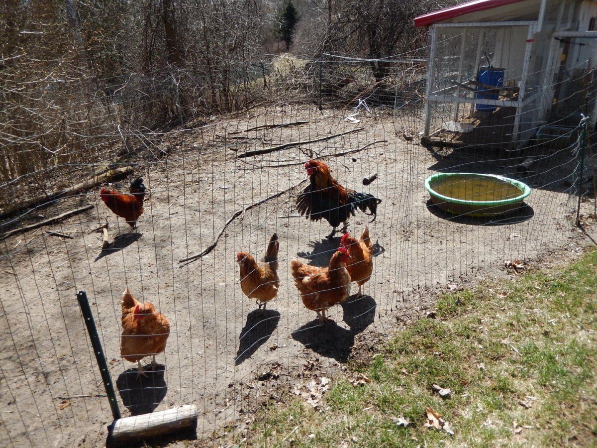 Chickens