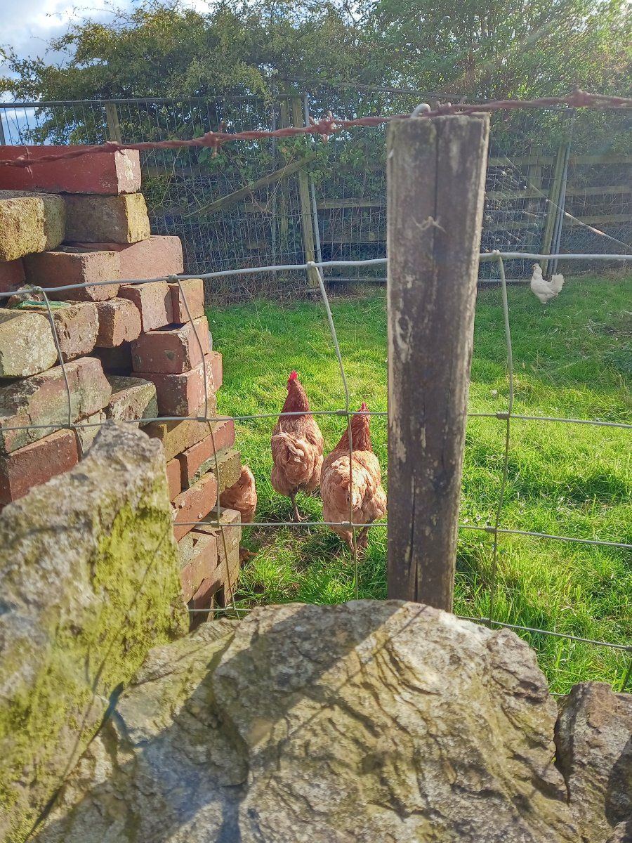 Chickens