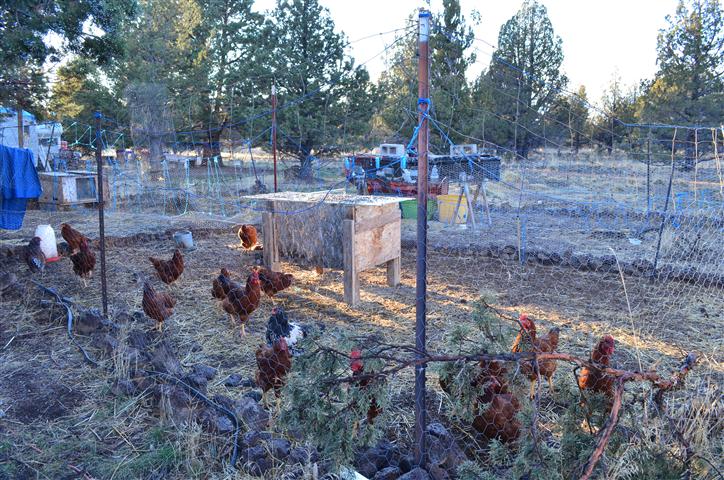 Chickens Small