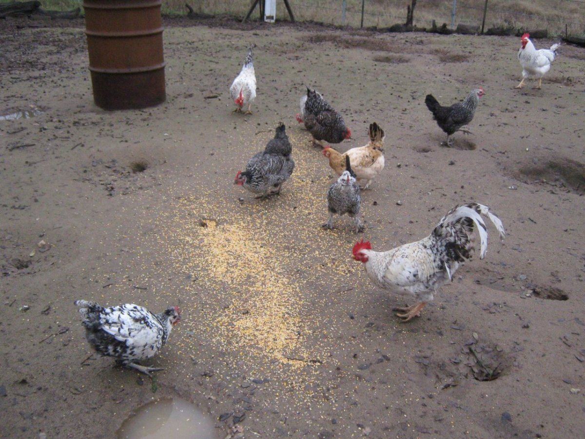 Chickens1223