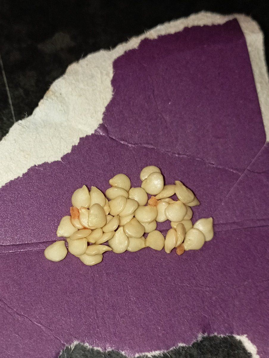 Chilli seeds
