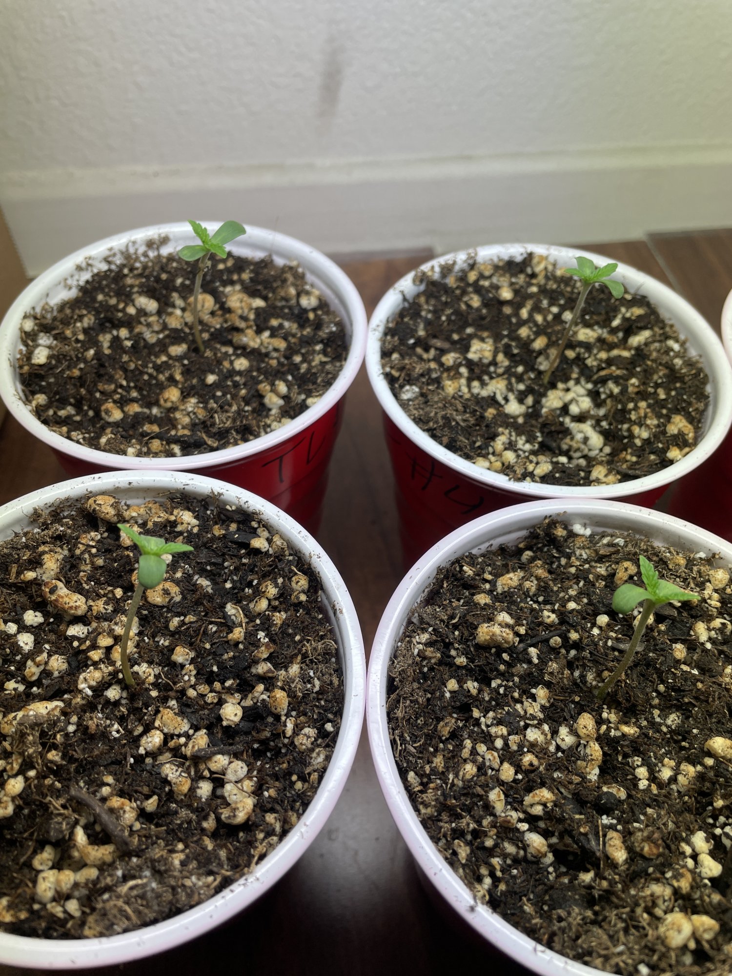 Chiroptera kush and tropic lightning 2