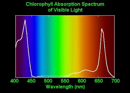 ChlorophyllAbsorption